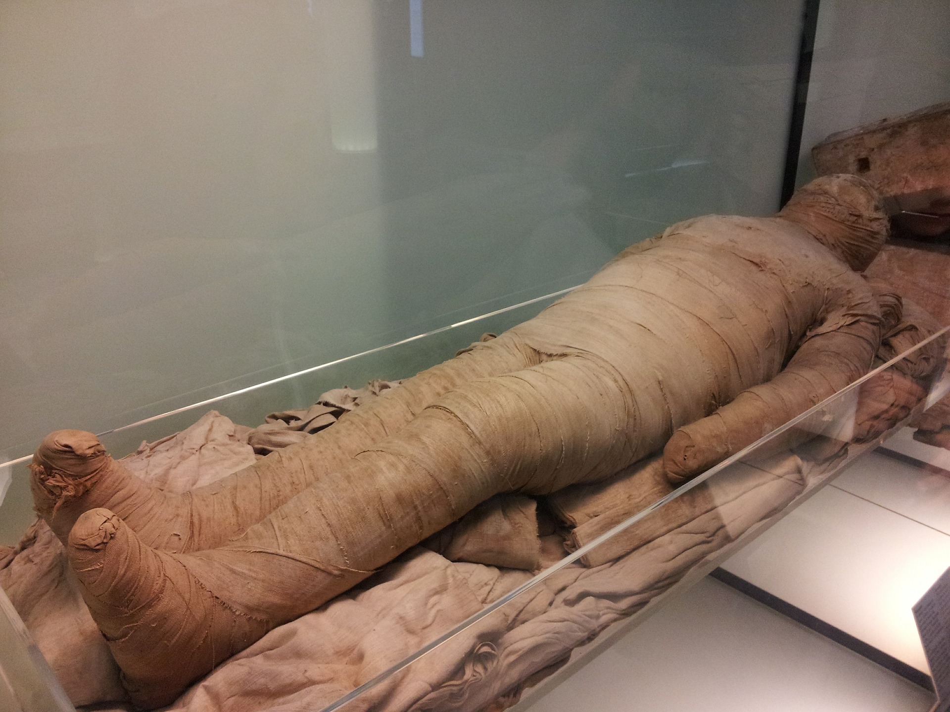 Museum Mummy