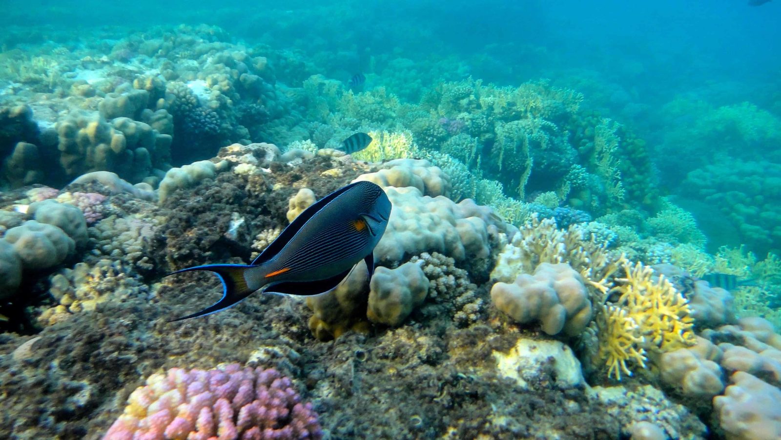 Surgeonfish swim among coral reefs, like treasures of Ancient Egypt beneath the waves.