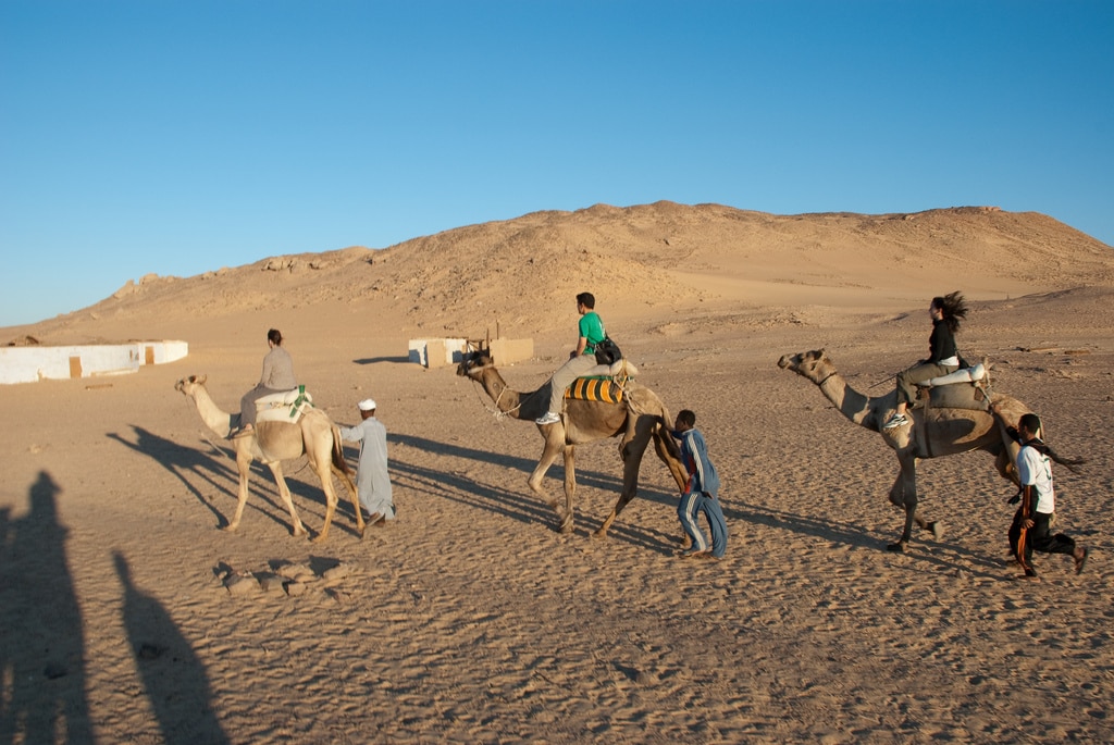 Explore classic holidays by riding camels in Egypts desert, with hills and iconic buildings beyond.