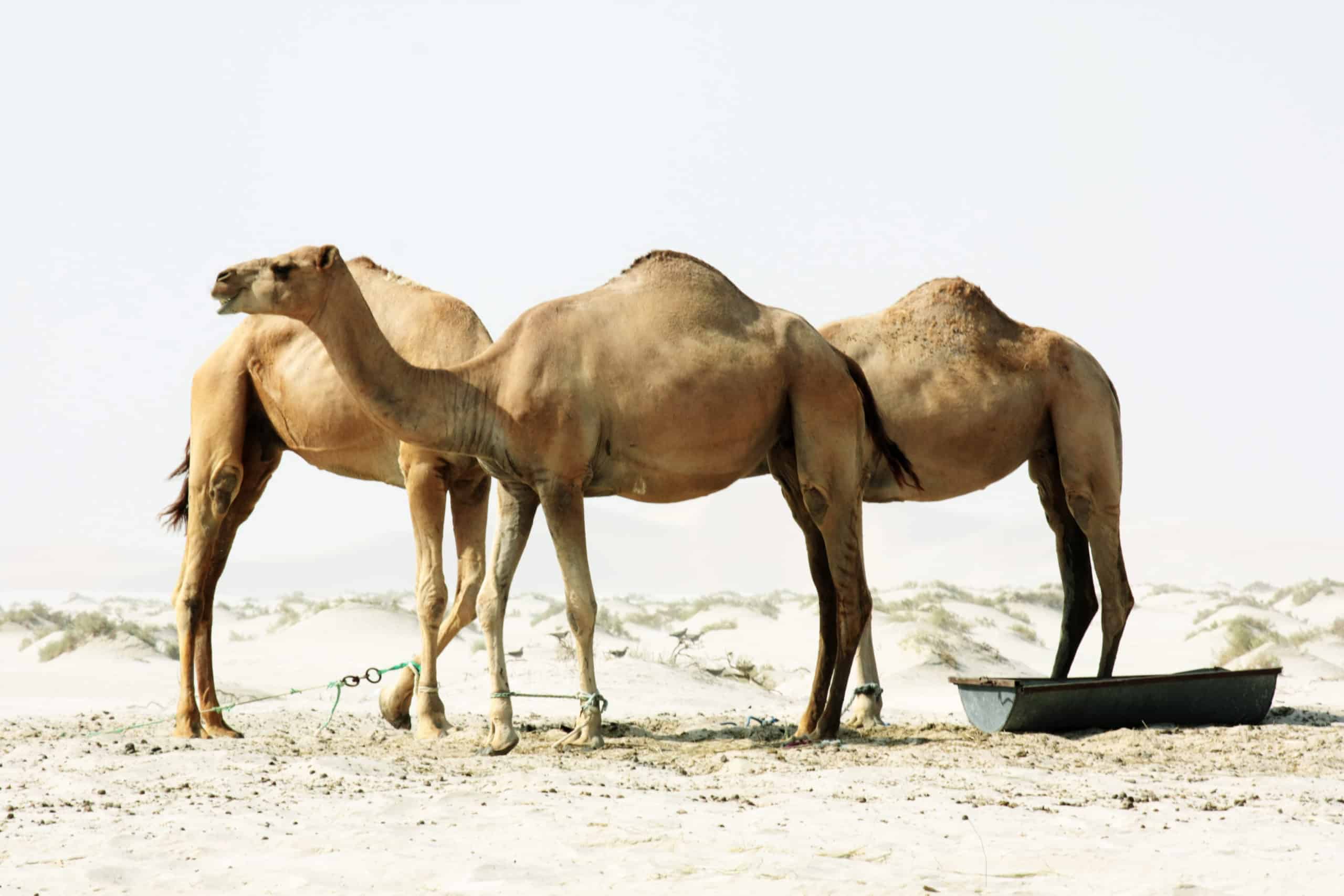 Three camels in Makadi Bays desert, one drinking from a water trough.
