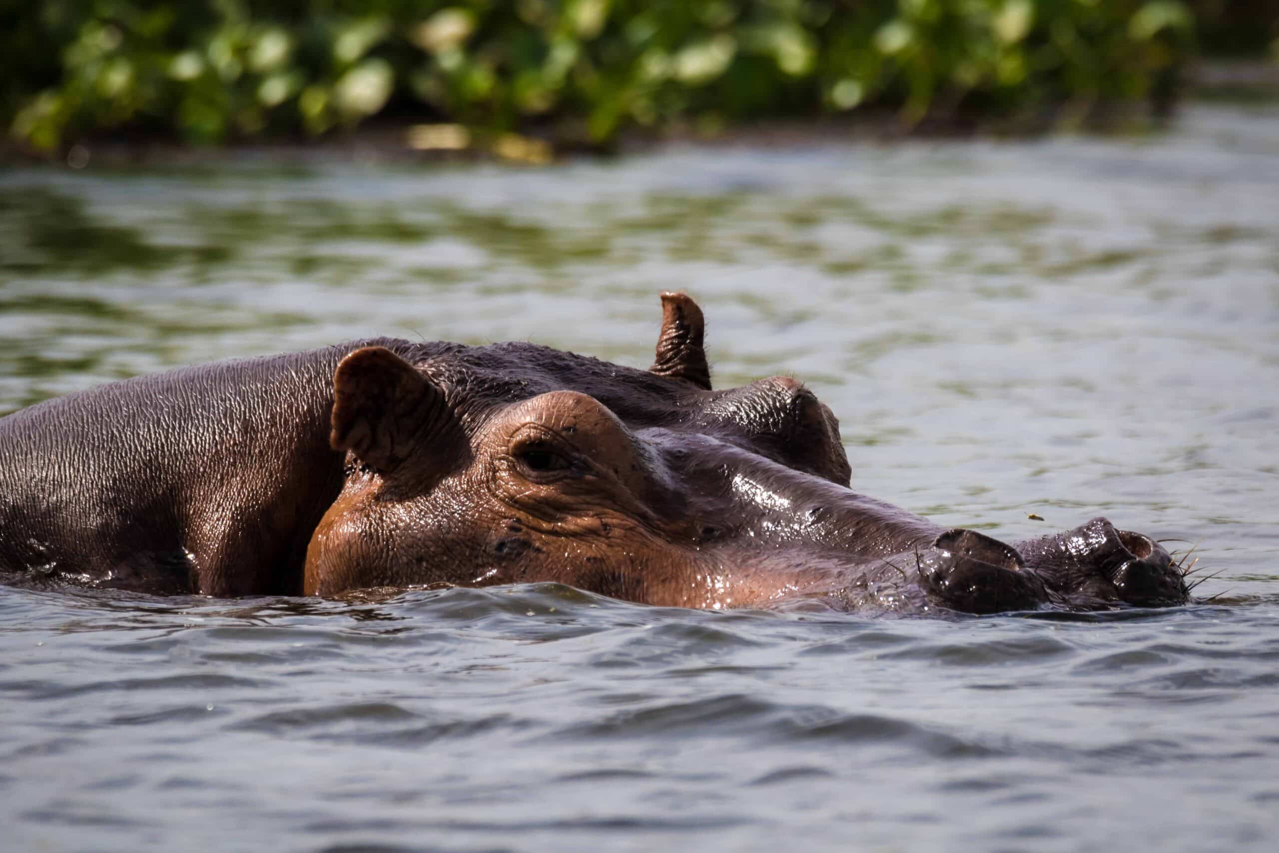 Hippo partially submerged in water, with greenery like the lush banks of the River Nile.